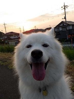 dote_i1807223.jpg