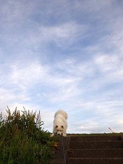 dote_i1807231.jpg