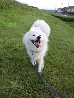 dote_i1807236.jpg