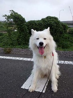 dote_i1807242.jpg