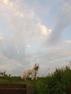 dote_i1808011.jpg
