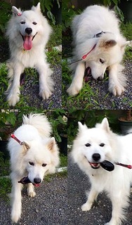 dote_i1808021.jpg
