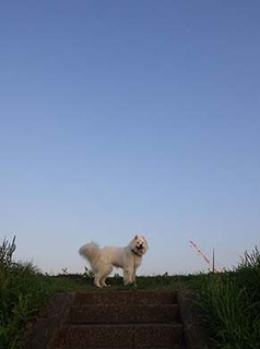 dote_i1808023.jpg