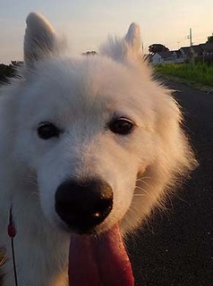 dote_i1808024.jpg