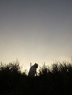 dote_i1808026.jpg