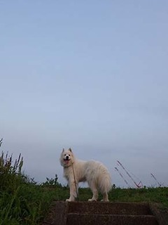 dote_i1808034.jpg