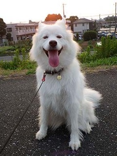 dote_i1808036.jpg