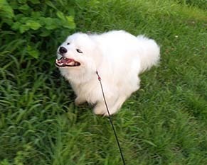 dote_i1808037.jpg