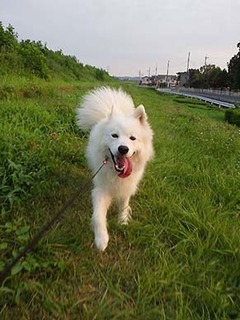 dote_i1808038.jpg