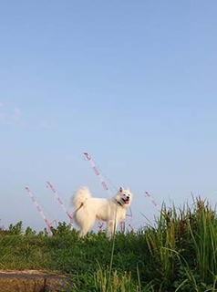 dote_i1808041.jpg