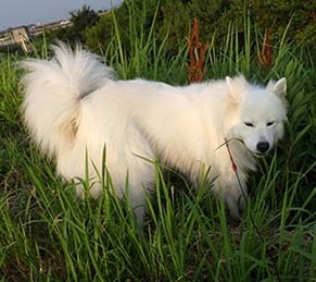 dote_i1808043.jpg