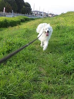 dote_i1808045.jpg
