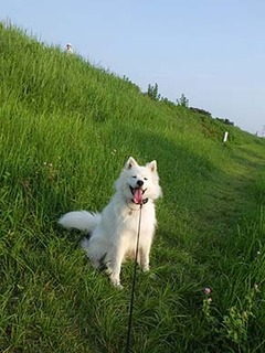 dote_i1808047.jpg