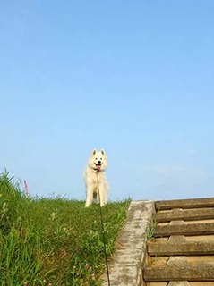 dote_i1808048.jpg