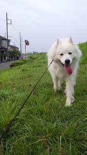 dote_i1808057.jpg