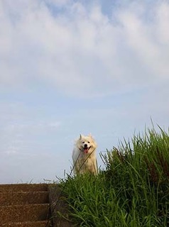 dote_i1808061.jpg