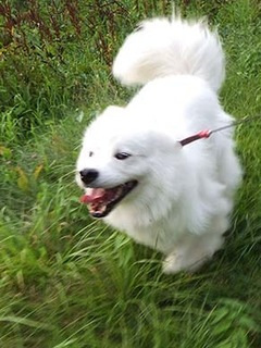 dote_i1808063.jpg