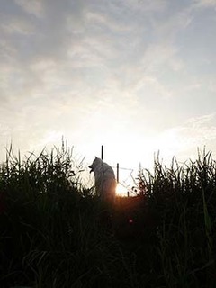 dote_i1808064.jpg