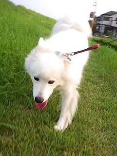 dote_i1808065.jpg