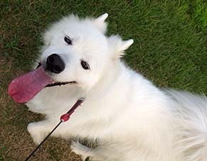 dote_i1808066.jpg