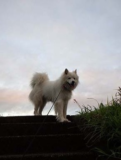 dote_i1808081.jpg
