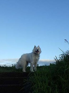 dote_i1808086.jpg