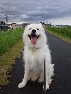dote_i1808092.jpg