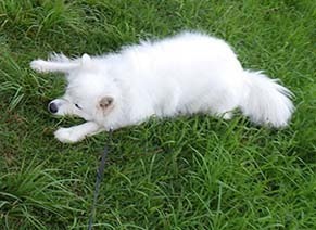 dote_i1808096.jpg