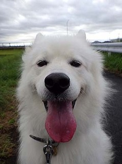 dote_i1808099.jpg