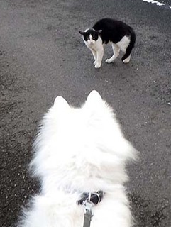 dote_i1808111.jpg