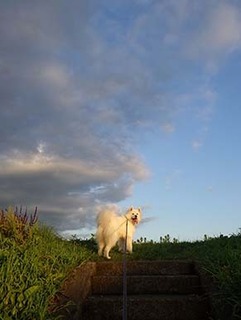 dote_i1808112.jpg