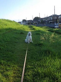 dote_i1808118.jpg