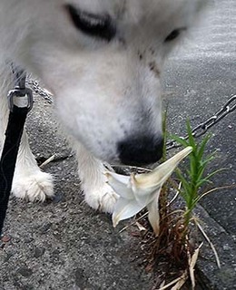 dote_i1808138.jpg