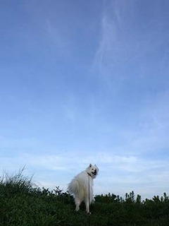 dote_i1808141.jpg
