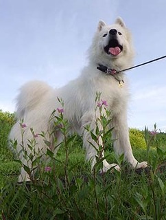 dote_i18081442.jpg