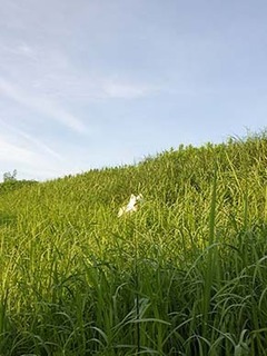 dote_i1808146.jpg