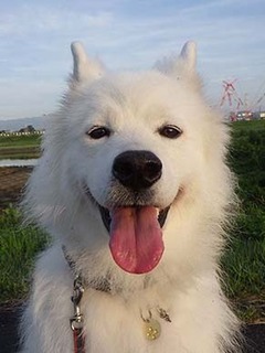 dote_i1808148.jpg