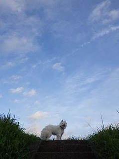 dote_i1808151.jpg