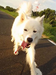 dote_i1808155.jpg