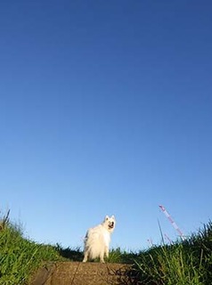 dote_i1808171.jpg