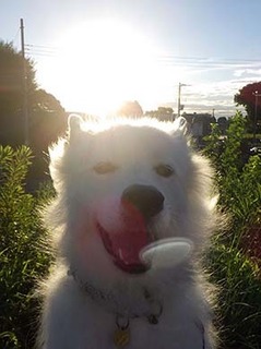 dote_i1808174.jpg