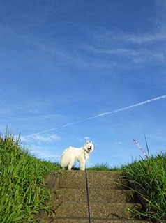 dote_i1808181.jpg
