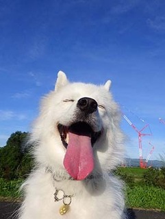 dote_i18081810.jpg
