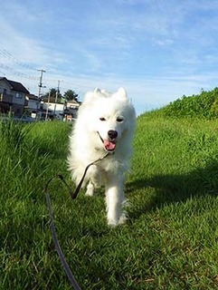 dote_i1808183.jpg