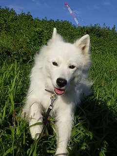 dote_i1808185.jpg