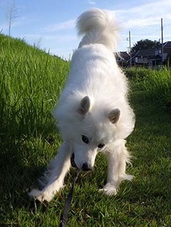 dote_i1808187.jpg