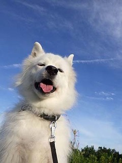 dote_i1808188.jpg