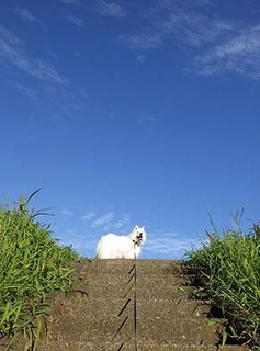 dote_i1808192.jpg