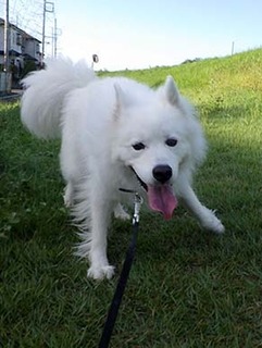 dote_i1808196.jpg