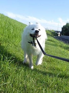dote_i1808197.jpg